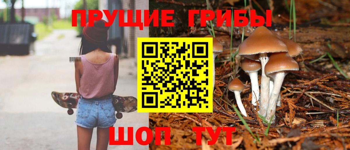 Псилоцибиновые грибы Psilocybe  Балашиха 